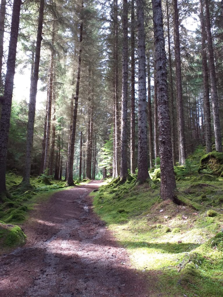Trees along the South Loch Ness Trail in the Scottish Highlands