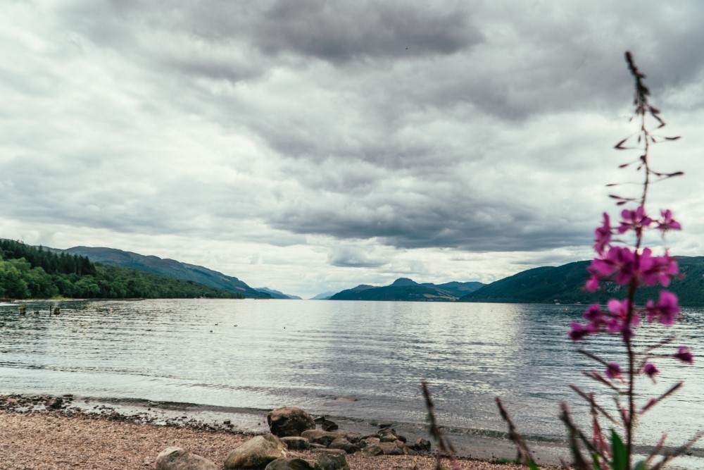 View of Loch Ness from Dores beach with flowers in the foreground