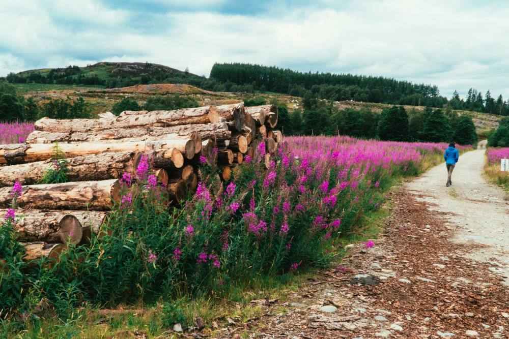 The Loch Ness 360 Trail near Whitebridge, a view of beautiful pink flowers on either side of the trail with a lady walking