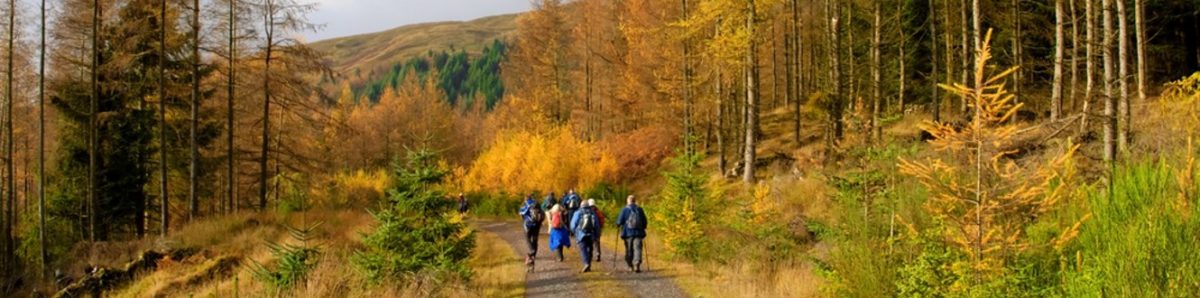 Group of hikers on a woodland trail