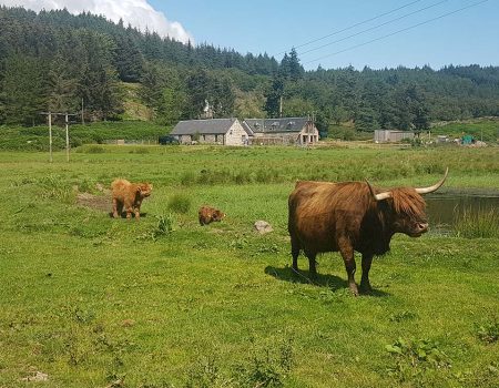 highland cows socially distant