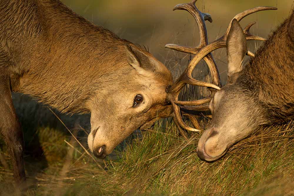 Deer Rutting Season in the Scottish Highlands